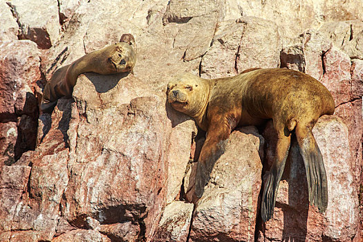 两个,海豹,打盹,岩石上,岛屿,帕拉加斯,国家公园,秘鲁