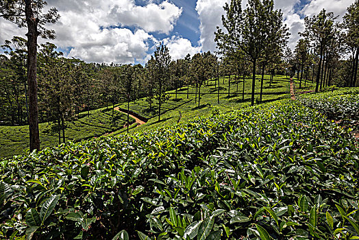 茶,植物,山茶,高地,培育,工厂,中央省,斯里兰卡,亚洲