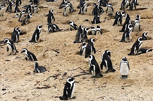 生物群,非洲企鹅,黑脚企鹅,漂石,海滩,西海角,省,南非