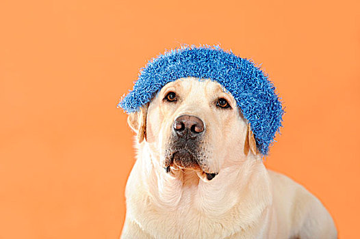 黄色拉布拉多犬,戴着,蓝色,帽
