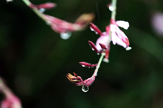 知风草与雨滴