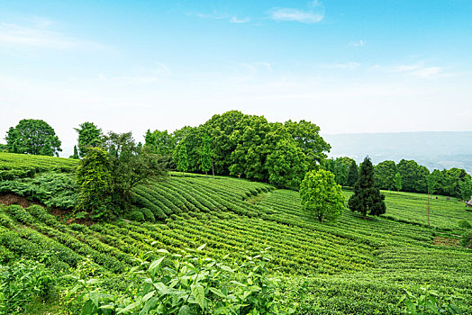 高山生态茶园