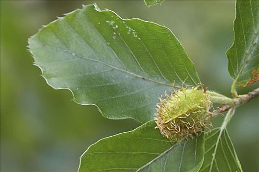 山毛榉,叶子,北莱茵威斯特伐利亚,德国