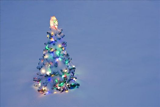 照亮,圣诞树,雪中,户外,冬天,黎明