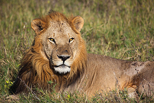 狮子,卧,草,莫雷米禁猎区,博茨瓦纳,非洲