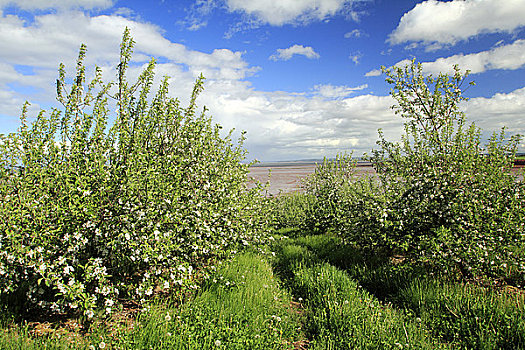 苹果树,果园,安那波利斯谷地,新斯科舍省,加拿大