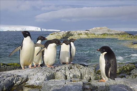 阿德利企鹅,群,沿岸,石头,礁石,西部,南极