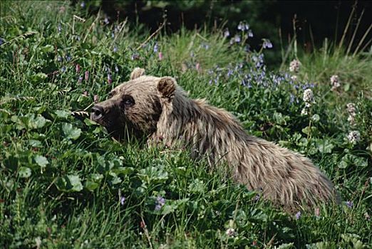 大灰熊,棕熊,休息,高,叶子,德纳利国家公园和自然保护区,阿拉斯加