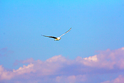在藍天白云下飛翔的一只白色的海鷗