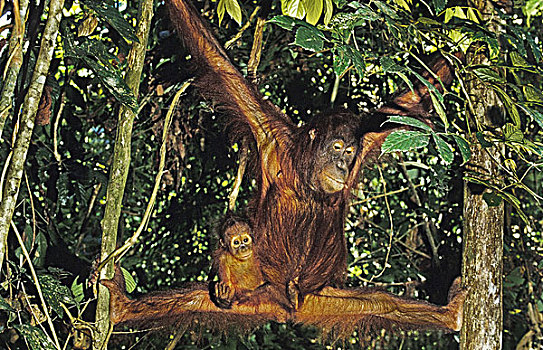 猩猩,黑猩猩,幼兽,悬挂,枝条,婆罗洲