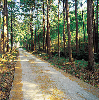 荫凉,树,道路