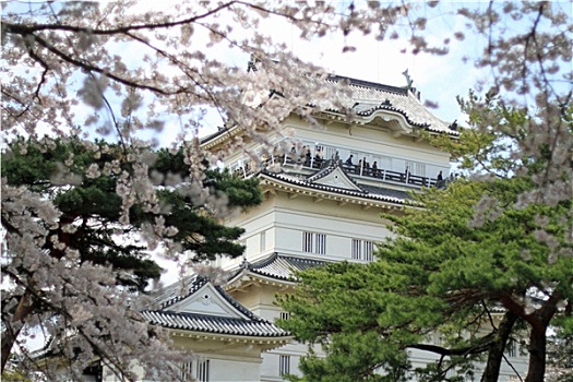 小田原,城堡,樱花