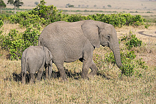 非洲,大象,母牛,幼兽,早,早晨,马赛马拉国家保护区,肯尼亚,东非