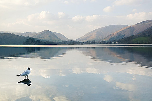 英格兰,坎布里亚,湖,卧,南方,乡村,心形,湖区,著名