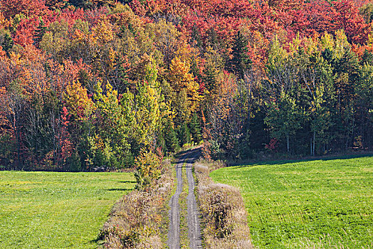 加拿大,魁北克,乡间小路,秋天