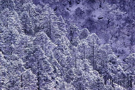 雪,树,尼泊尔