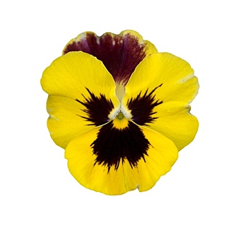 隔绝,黄色,春天,三色堇,紫罗兰,花,卡,背景