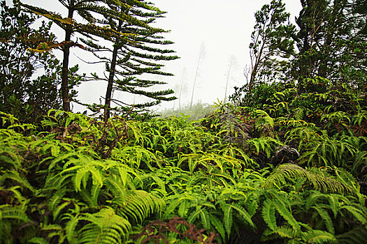 夏威夷,场景,小路,蕨类,诺福克,雾