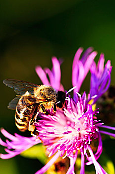 特写,蜜蜂,黑矢车菊,花