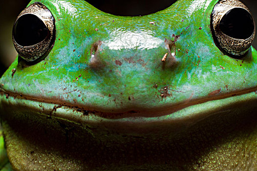 微笑,树蛙