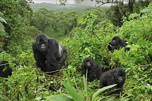 山地大猩猩,大猩猩,银背大猩猩,两个,幼仔,栖息地,火山国家公园,卢旺达