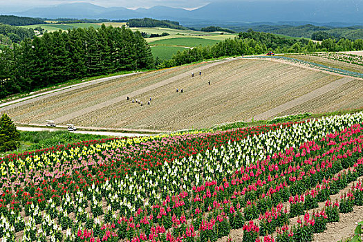 日本北海道美瑛花海