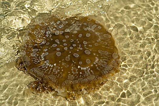 madagascar,tulear,ifaty,close-up,on,jellyfish