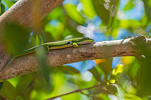 madagascar马达加斯加绿色蜥蜴微距