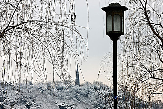 雪后的西湖柳枝