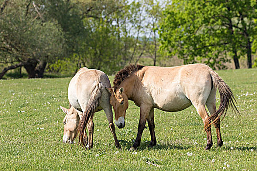 马,放牧,地点,中心,霍尔特巴杰,国家公园,匈牙利