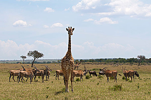 马赛长颈鹿,长颈鹿,瞪羚,马赛马拉,肯尼亚