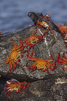 细纹方蟹,方蟹,一对,分享,漂石,海鬣蜥,满潮,岛屿,加拉帕戈斯群岛,厄瓜多尔