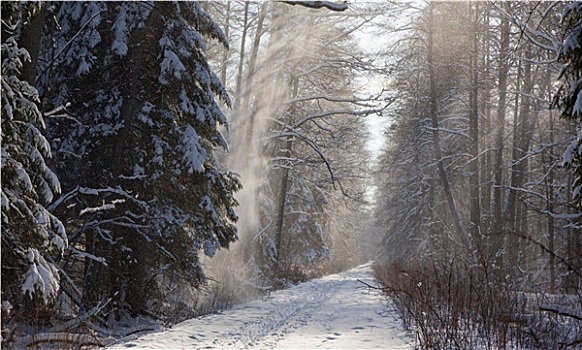 树林,土路,下雪
