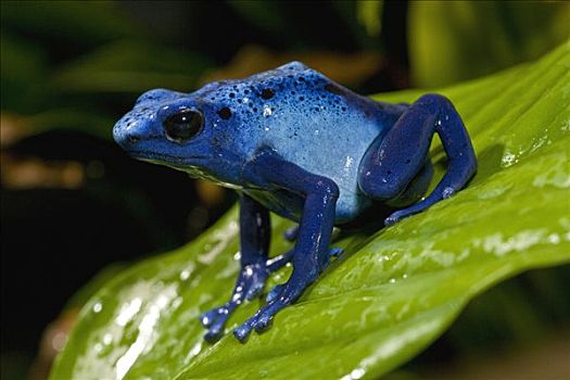 蓝色,毒物,青蛙,小,有毒,部落,使用,箭头,南美,圣地牙哥动物园,加利福尼亚