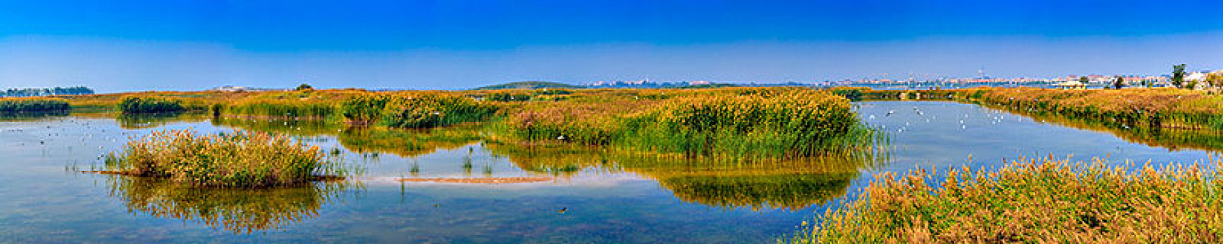 沙湖湿地景观