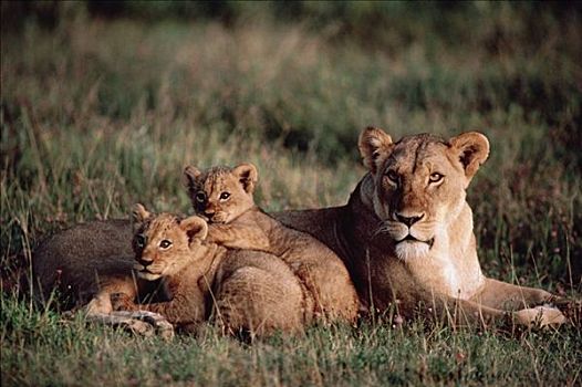 非洲狮,狮子,母兽,塞伦盖蒂国家公园,坦桑尼亚