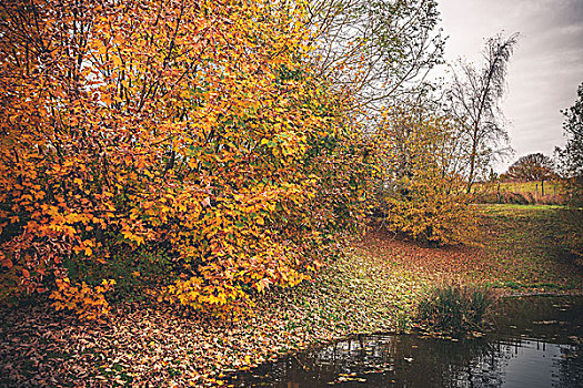 彩色,树,秋色,湖,秋天,落叶,遮盖,地面