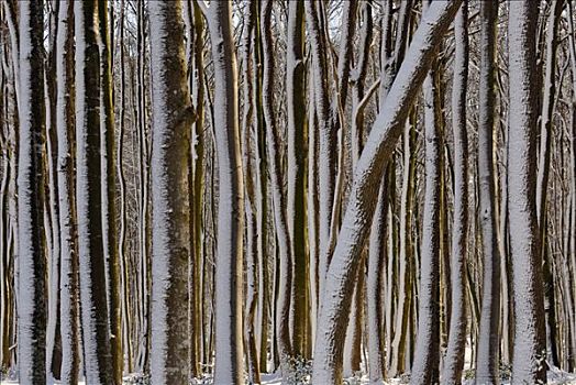 积雪,树干,冬天,落叶林,德国