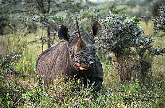 黑犀牛,肯尼亚