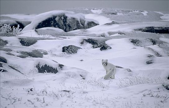 北极狐,肖像,冬天,外套,保护色,雪,加拿大