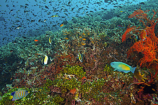 摩尔风格,鹦嘴鱼,鱼群,珊瑚礁,巴厘岛,印度尼西亚