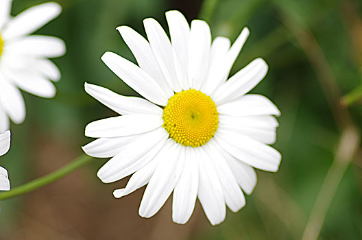 一朵白色菊花