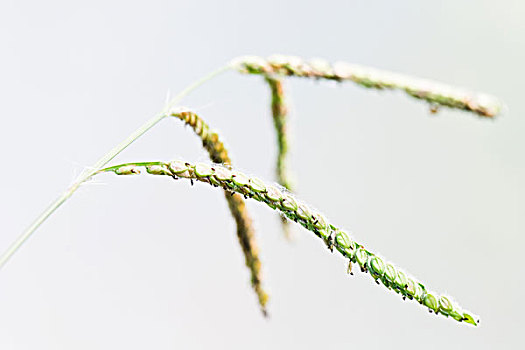 草,种子,头部