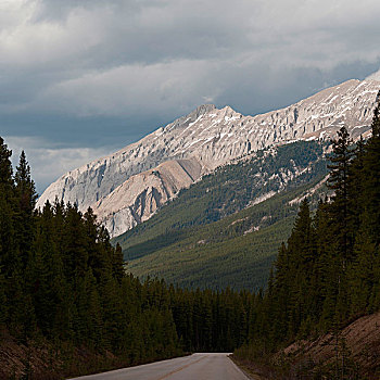 道路,通过,树林,碧玉国家公园,艾伯塔省,加拿大