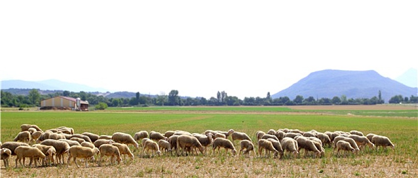绵羊,成群,放牧,草地,草丛,地点