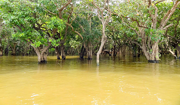 洪水,树,柬埔寨