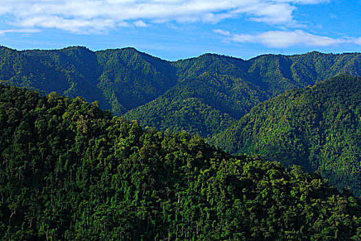 雨林,遮盖,山,国家公园,博卡斯德尔托罗,巴拿马