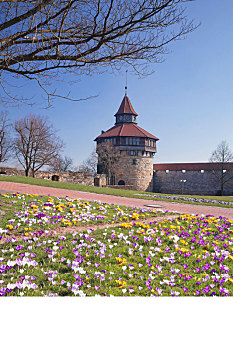 藏红花,草地,城堡,埃斯林根,内卡河,巴登符腾堡,德国