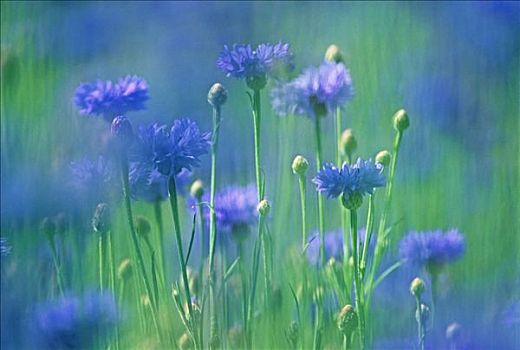 草地,蓝色,矢车菊,托斯卡纳,意大利