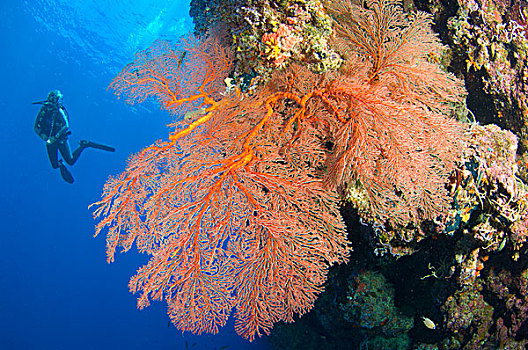 潜水,看,大,柳珊瑚目海扇,所罗门群岛